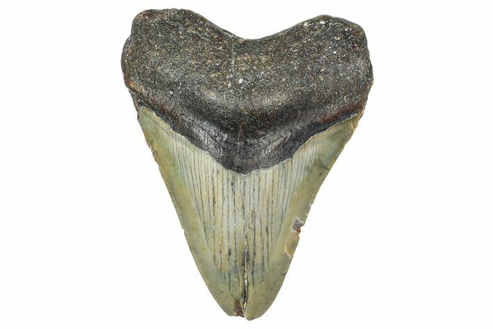 Fossil Megalodon Tooth - North Carolina #364983